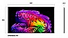 65G66LW LG OLED